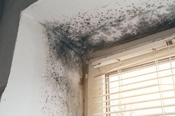 Affordable Commercial Mold Remediation solutions in New Braunfels, TX